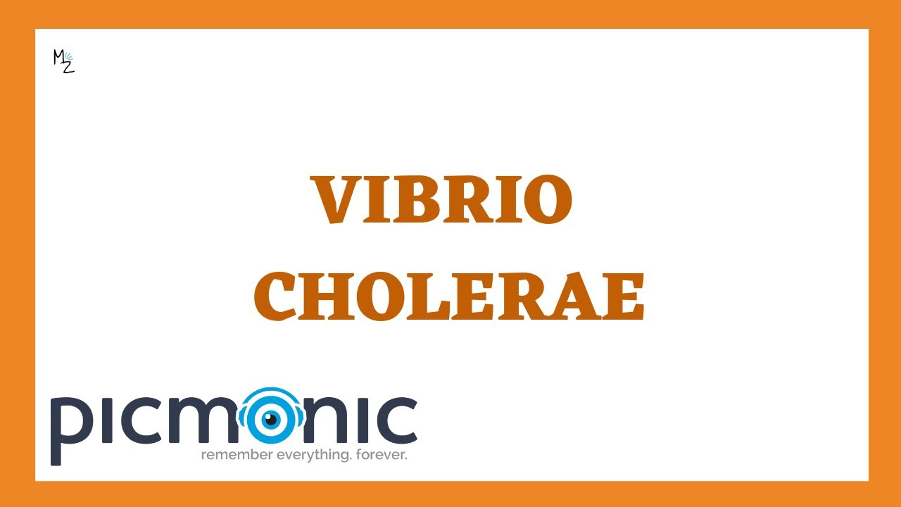 Vibrio cholerae (холера): патогенез, симптомы, диагностика и лечение (при участии Picmonic)