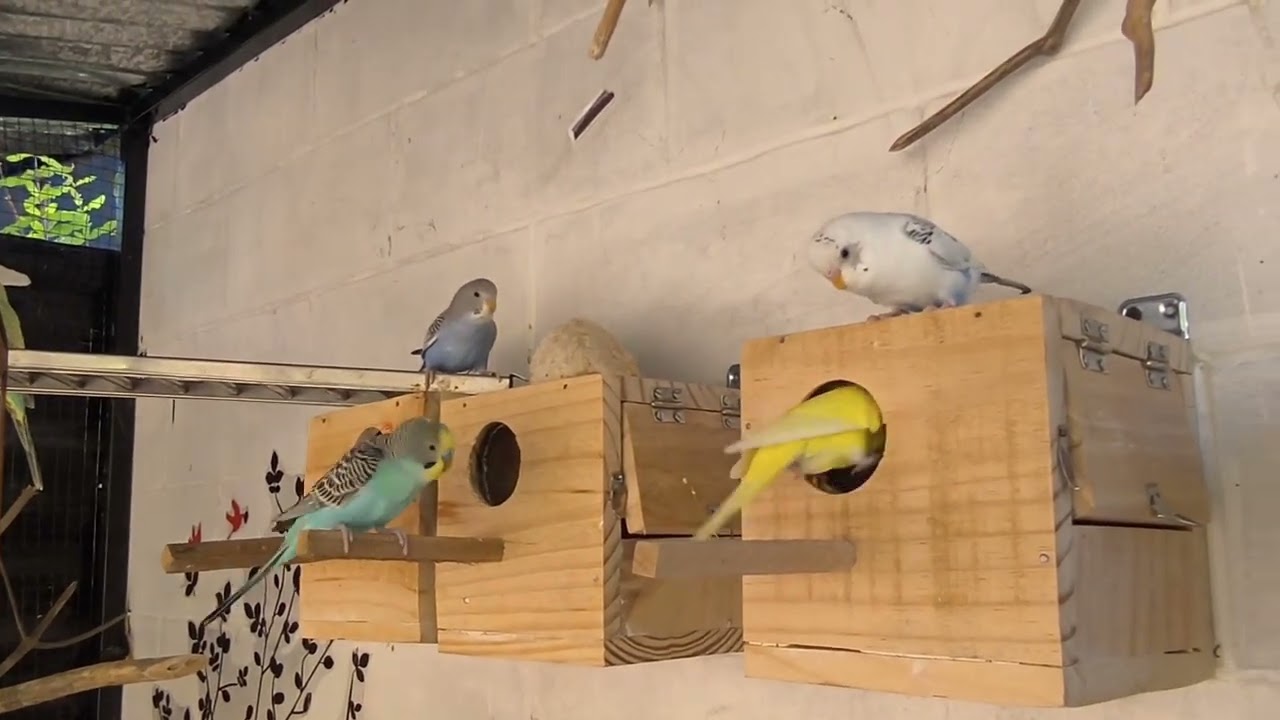 An thawm hian khua a ti harlo thin teh e... (Budgie leh Finch)