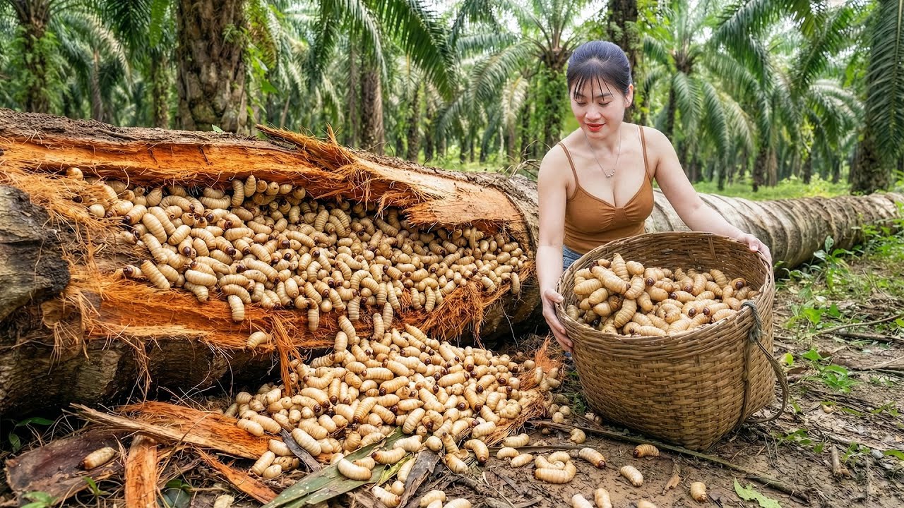 CEO Girl Ventures Into High Hills for Wild Palm Worms – Fresh Harvest Gone in Minutes