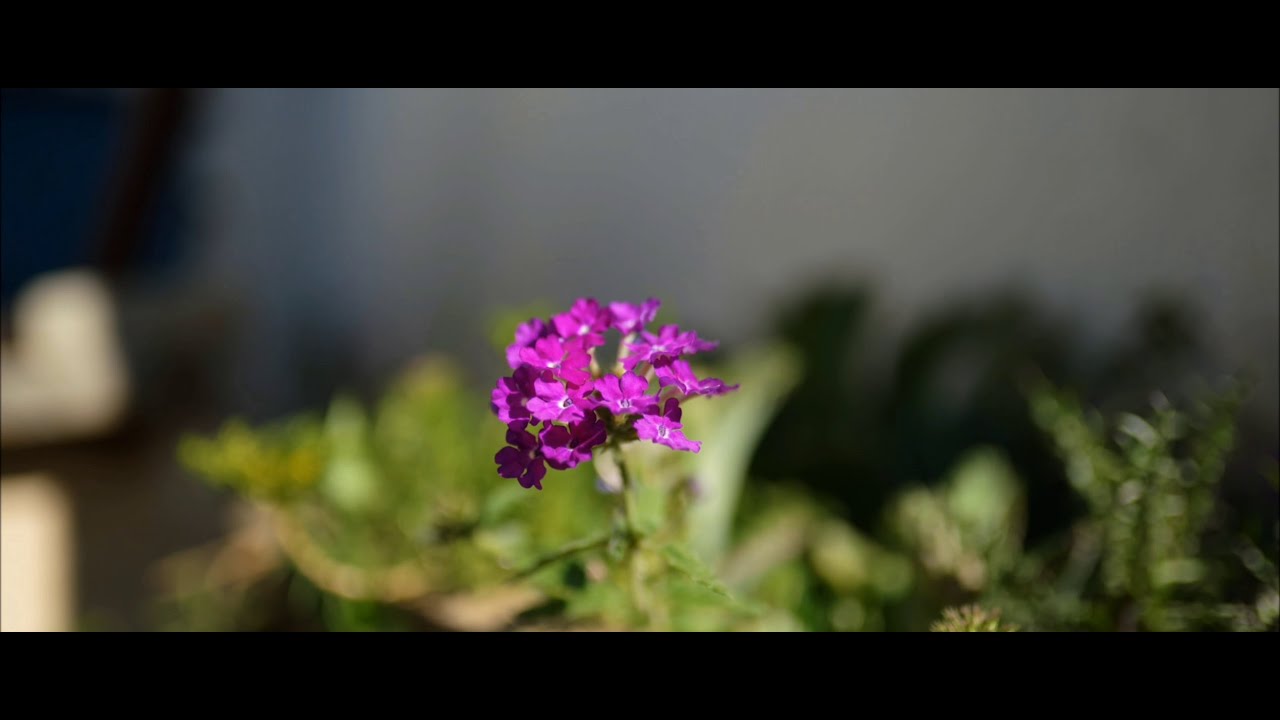 Ambohijoky — Life in a Malagasy Village - Shot on Sony a7iii (2025)