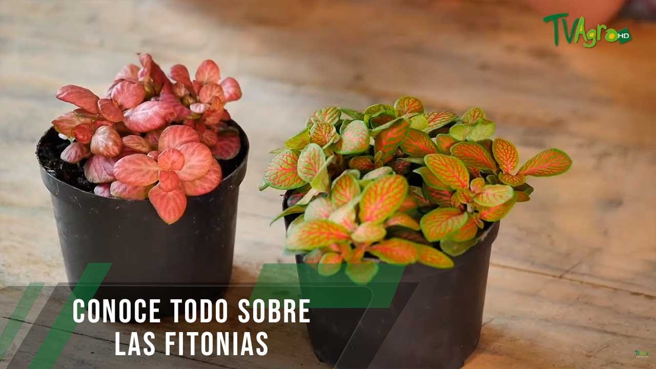 Conoce todo sobre las fitonias - TvAgro por Juan Gonzalo Angel Restrepo
