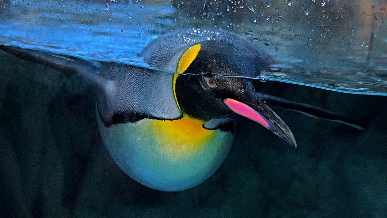 Факты о королевском пингвине: второй по величине пингвин 🐧 Файлы с фактами о животных