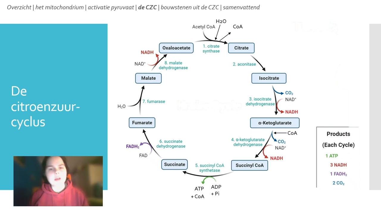 Energieproductie deel 3 | De Citroenzuurcyclus