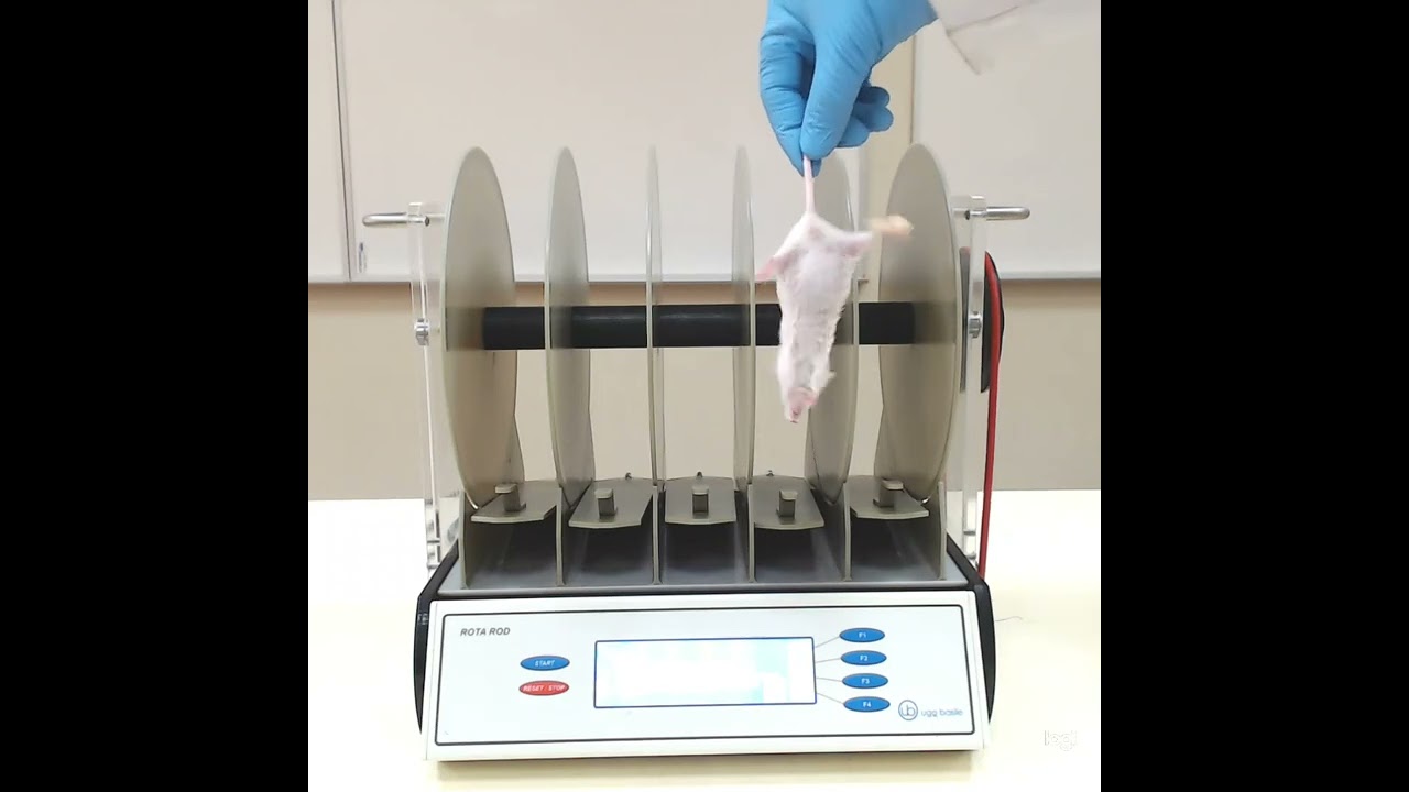 Rota Rod Demonstrations for Mice
