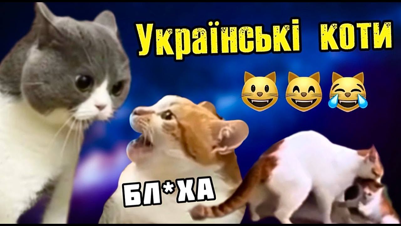 Українська озвучка котів. 10 хвилин гарного настрою:)