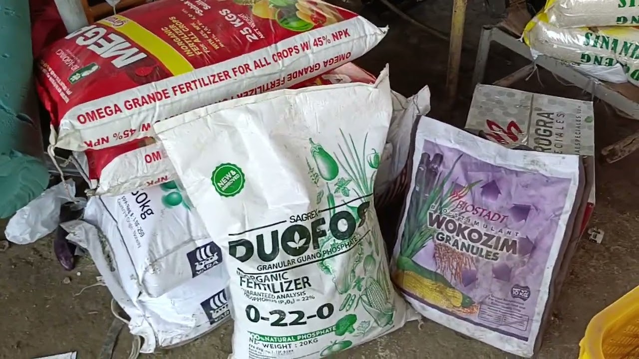  Paano mag apply 🥰 ng mga fertilizer sa bagong tanim at sa may mga bunga na 🥰 Tara Alamin natin 🥰