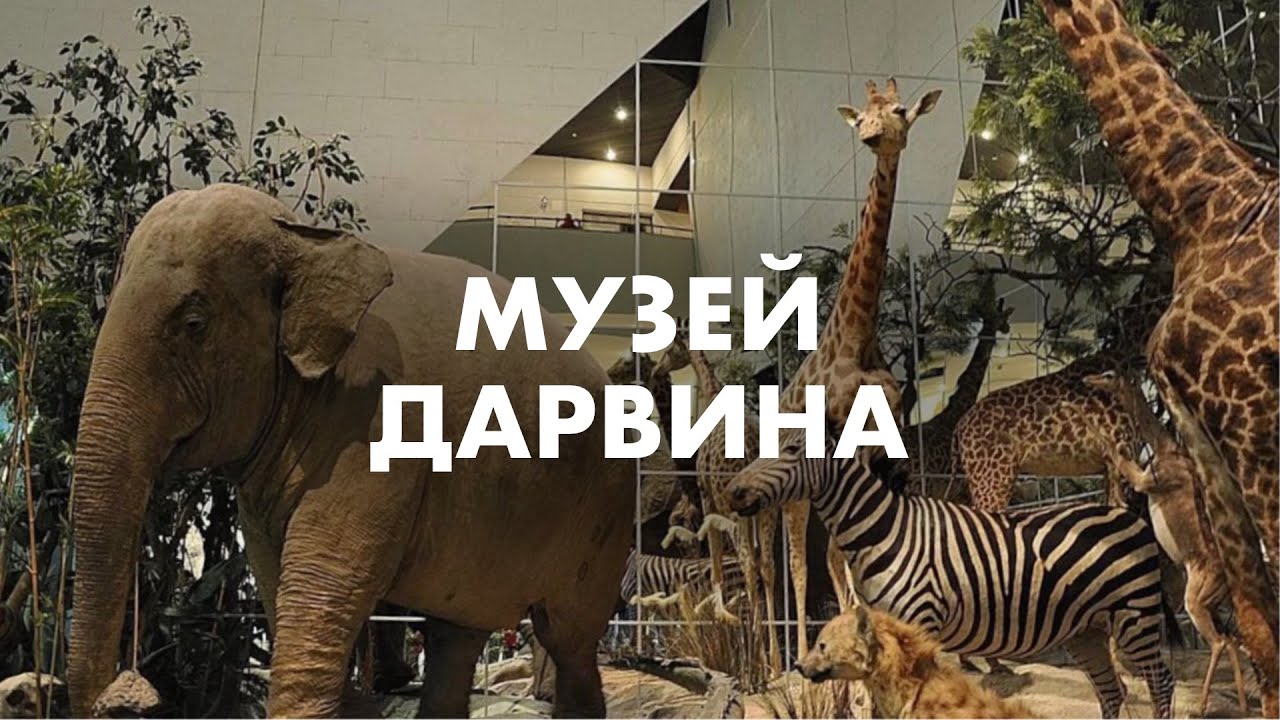 ДАРВИНОВСКИЙ МУЗЕЙ 2024 | Лучший музей Москвы?