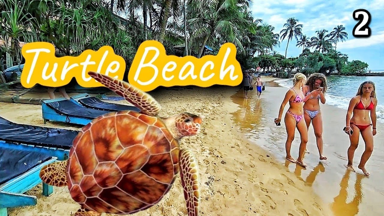 Шри-Ланка 2 Гигантские черепахи на Turtle beach в Хиккадуве