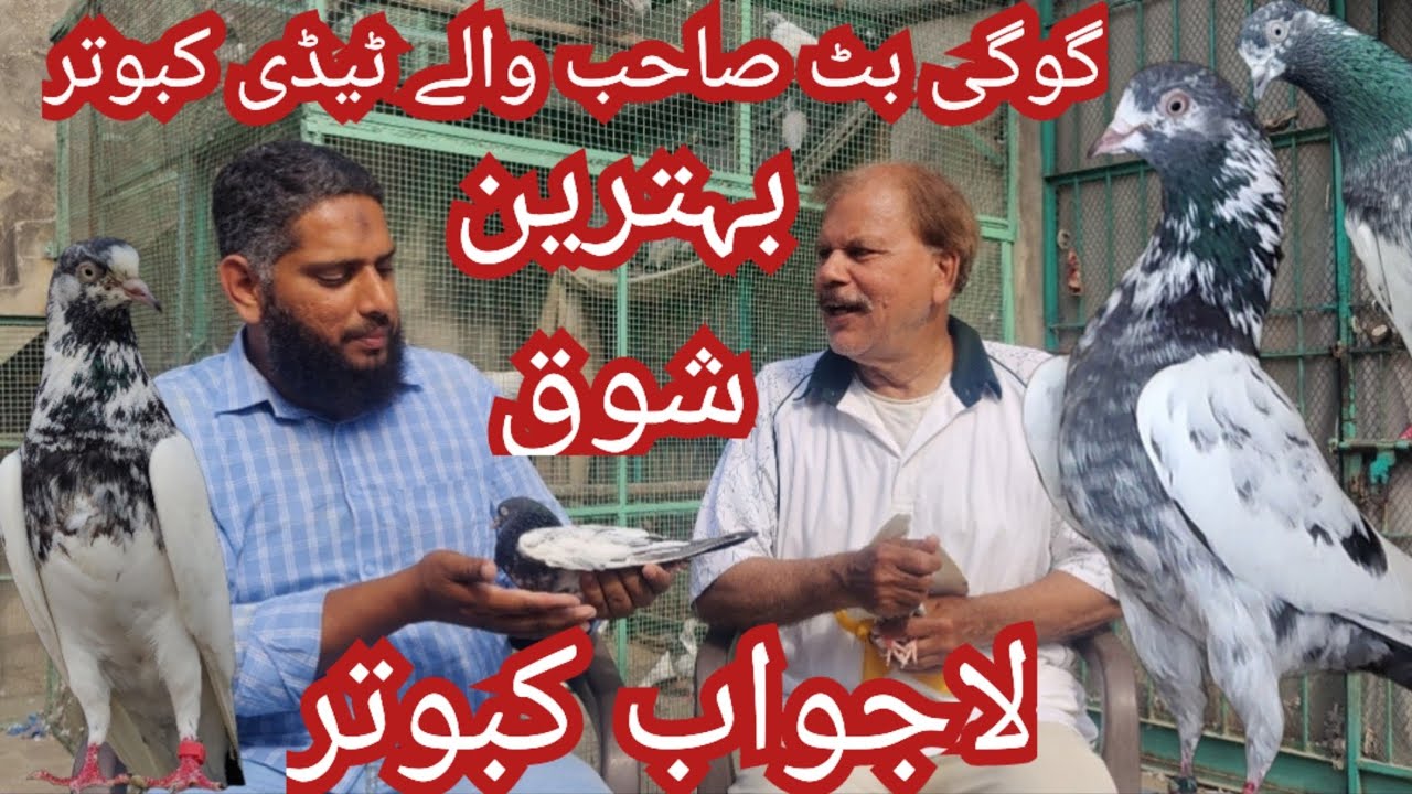 Gogi butt sahb waly teddy kabuter ustad kaow butt sahb k sath shok 