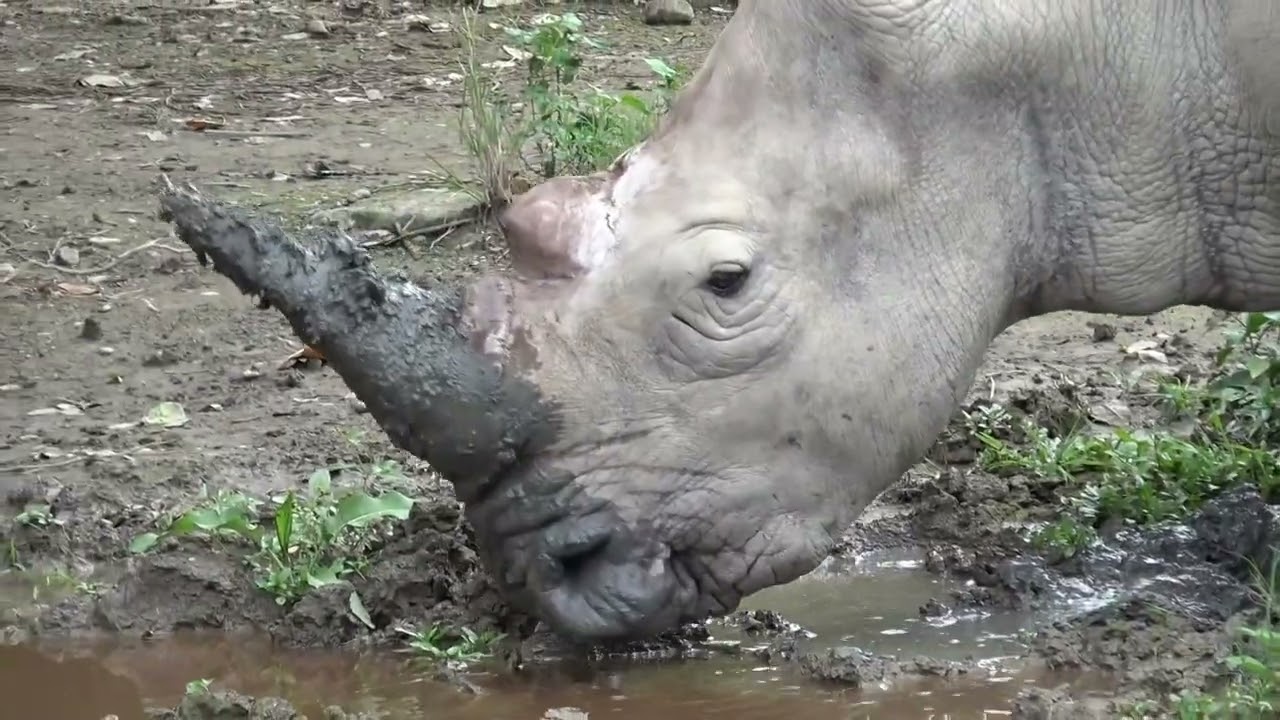 河馬羚羊白犀牛 OK2602 F04 台北市動物園 2026020600146