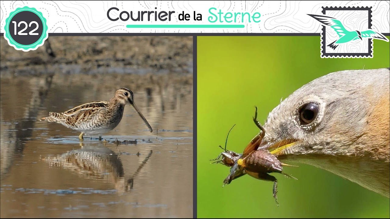 CDLS#122 : Spécial botulisme aviaire