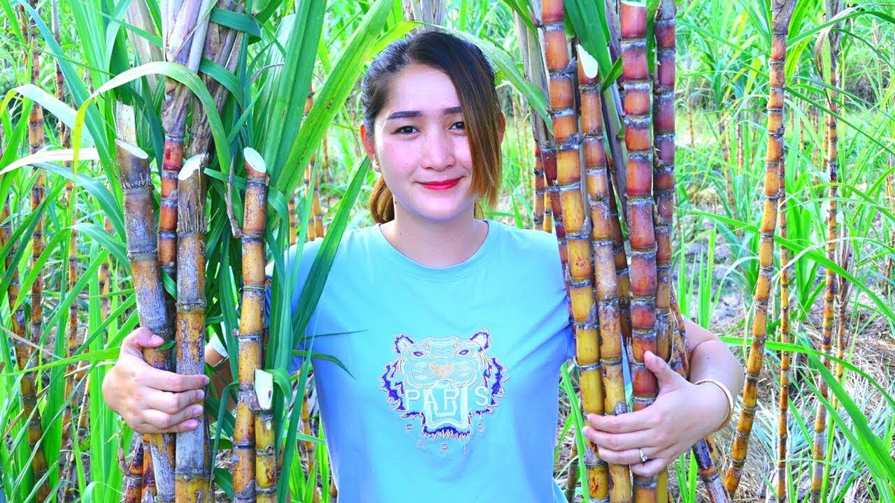 Yummy Fresh Sugarcane Juice From Sugarcane Farm - Cooking Skill