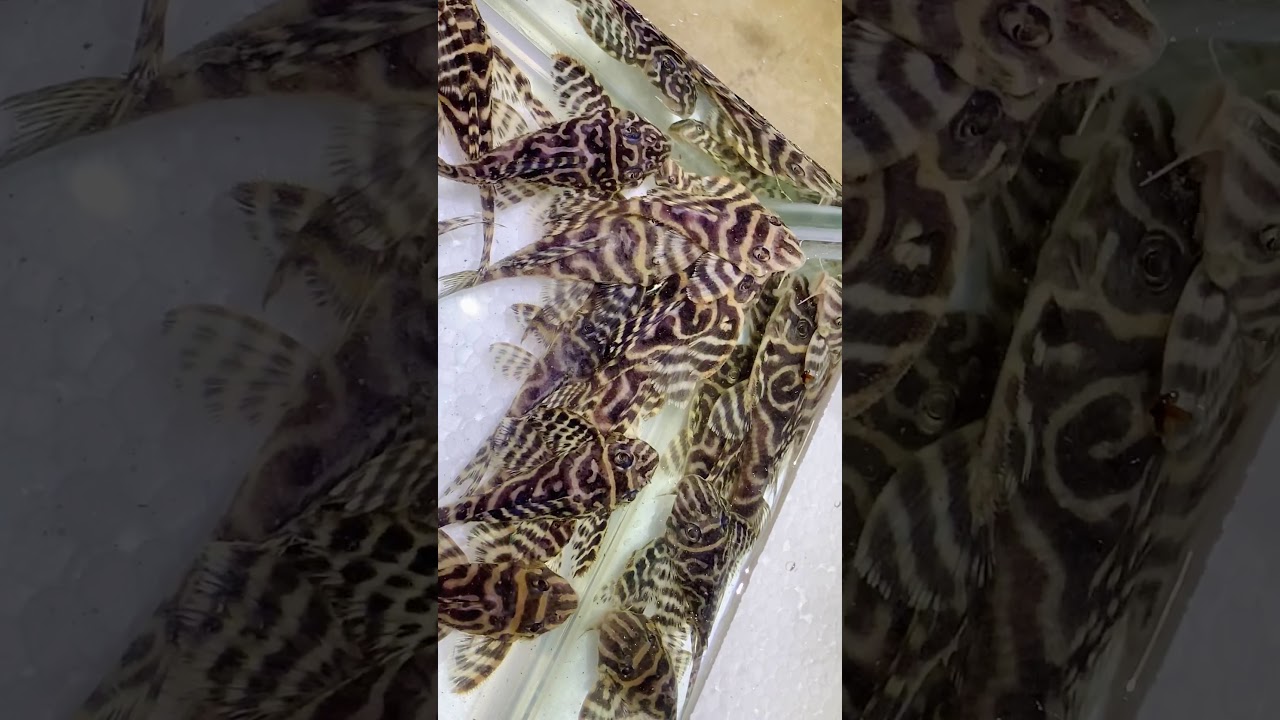 L333 hypancistrus allevamento loricaridi