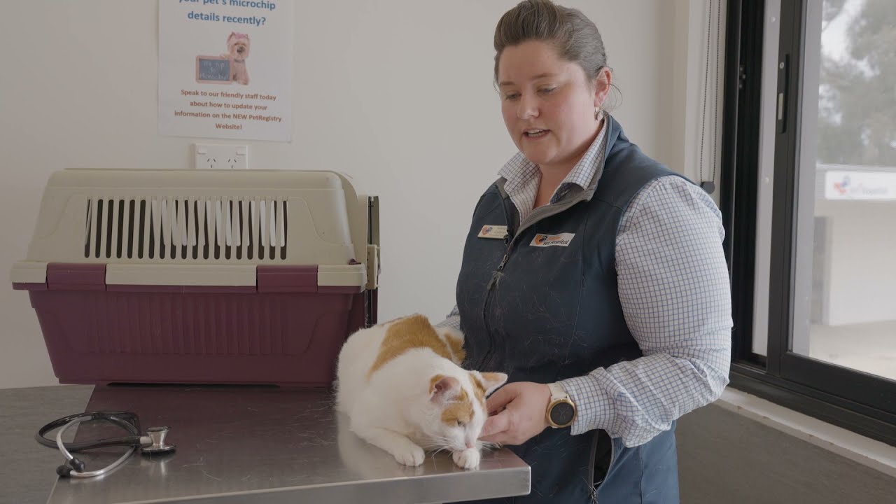 What happens when your cat visits the vet