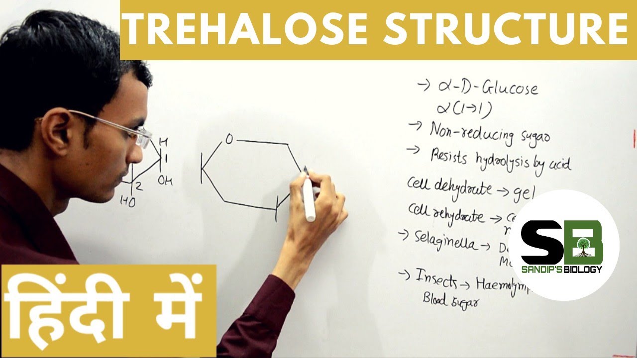 Trehalose structure in Hindi