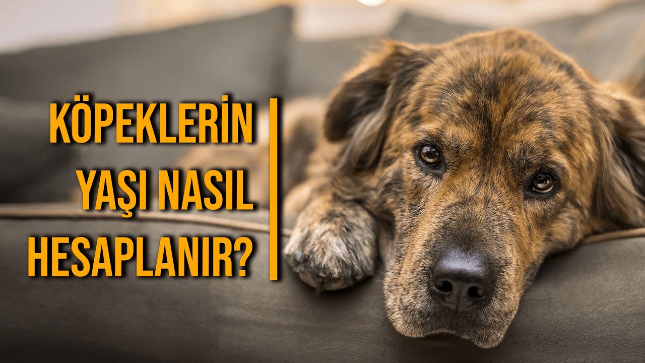 Köpeklerin Yaşı Nasıl Anlaşılır? Köpek Yaşı Hesaplama