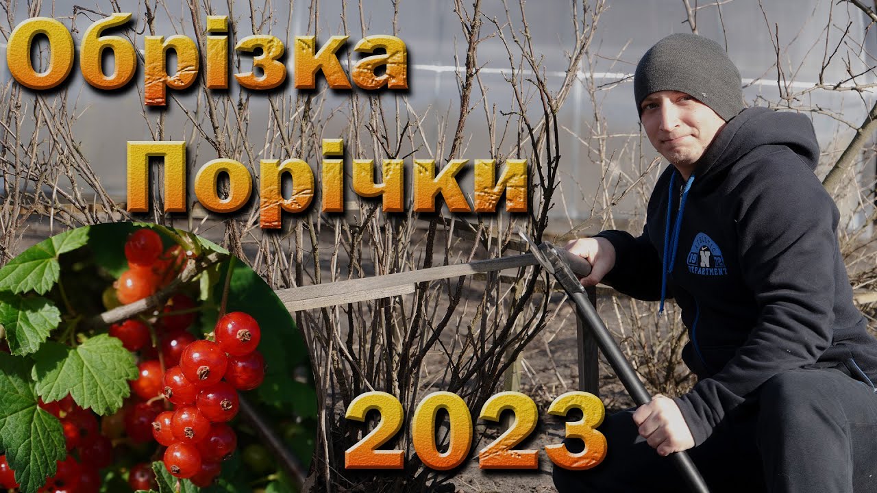 Обрезка красная смородина 2023