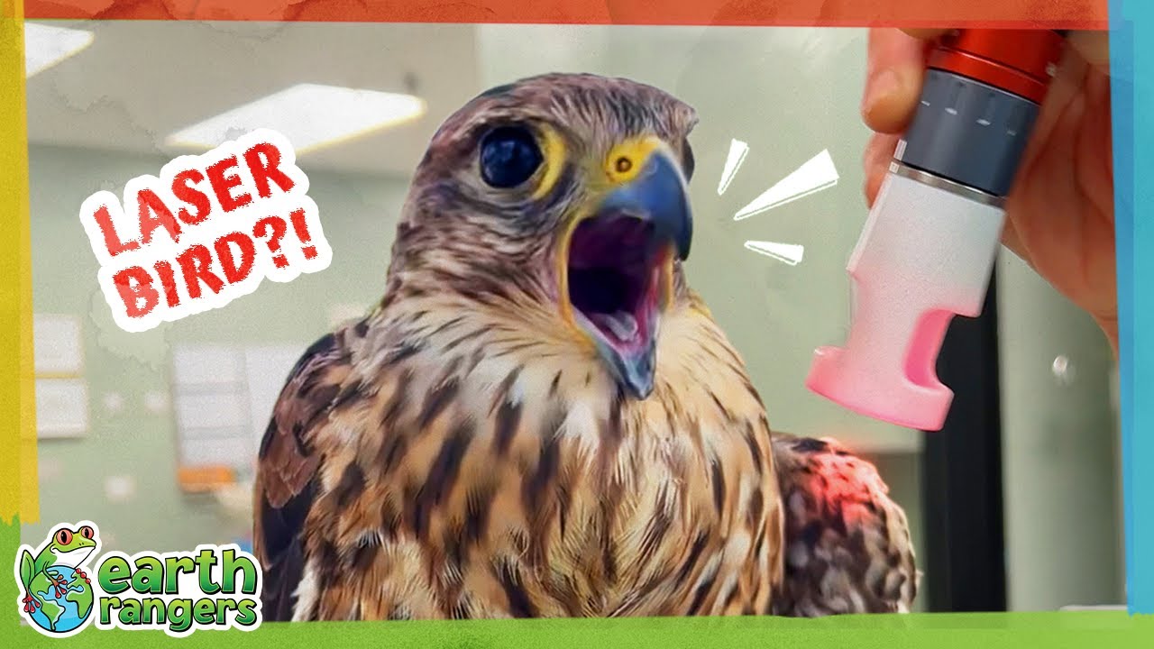 Why Are They Zapping This Bird With Lasers!? | Earth Rangers