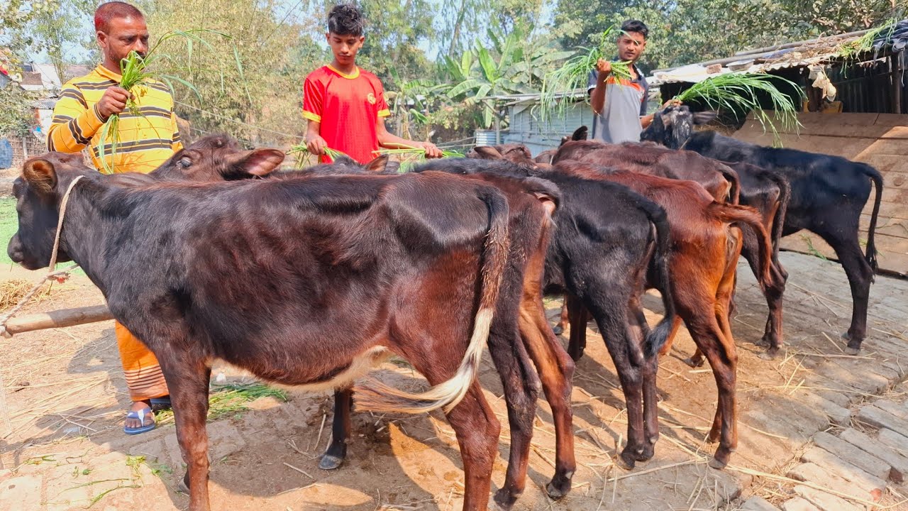@আজ ১১/২/২৬ | সবচেয়ে কমদামে ক্রসজাতের বকনা বাছুরের প্যাকেজ | দিনাজপুর 