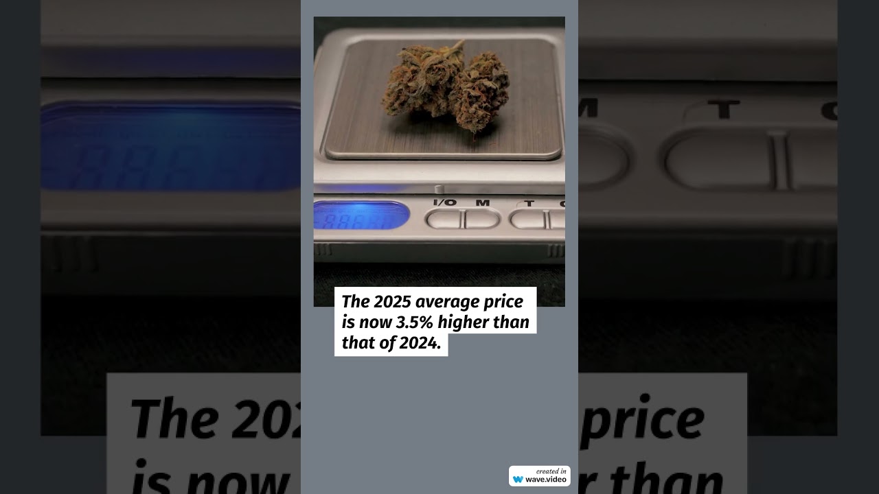 Cannabis Benchmarks US Spot Index Report for March 21, 2025  #cannabiscommunity #cannabisdaily
