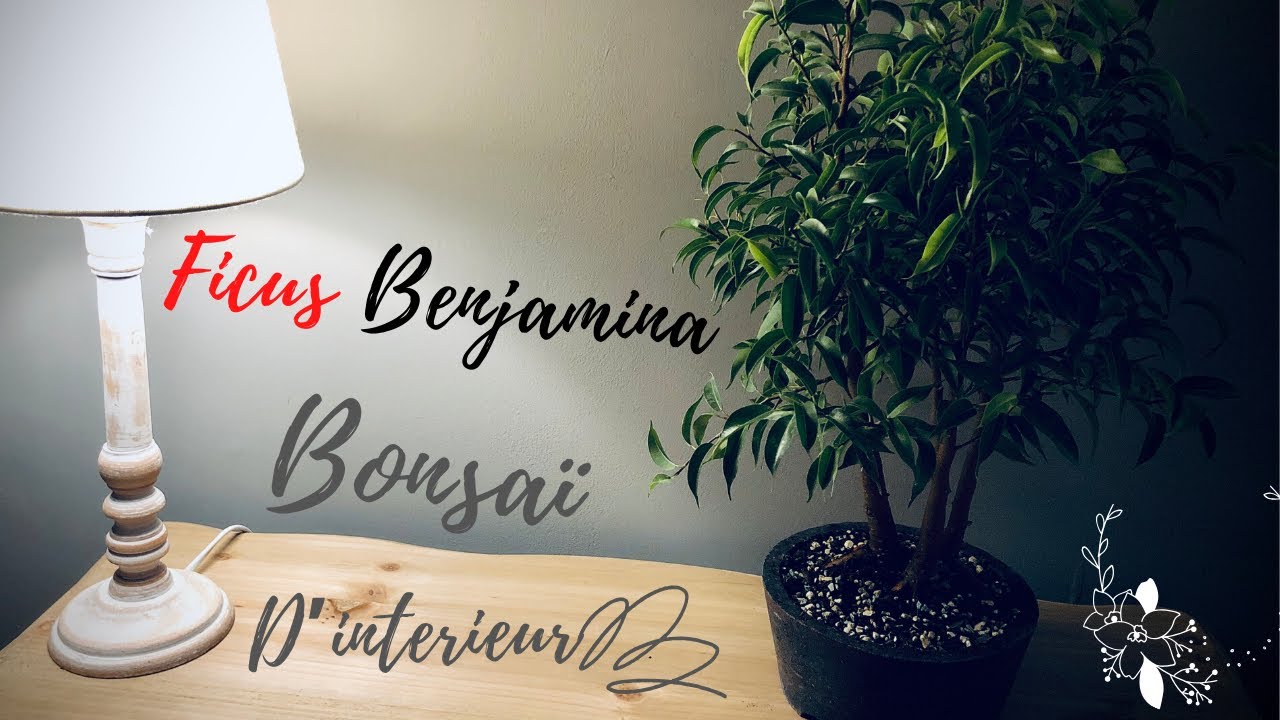 🌳 BONSAÏ FICUS BENJAMINA 🌳 ( le Bonsaï en 2020 pour Débuter )