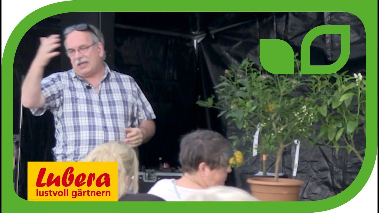 Geschichte der Citrus - Überwinterung von winterharten Zitruspflanzen wie Citrus Yuzu (Juno)