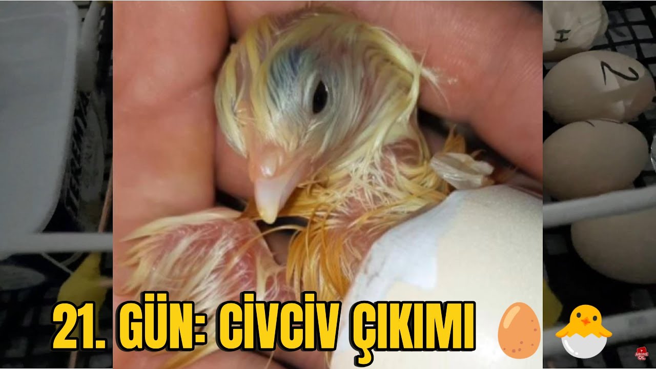 21.GÜN CİVCİV ÇIKIMI, 21. GÜN YUMURTA ÇATLAMA, 21.GÜN KULUÇKA MAKİNESİ, 21.GÜN YUMURTA ÇIKIMI