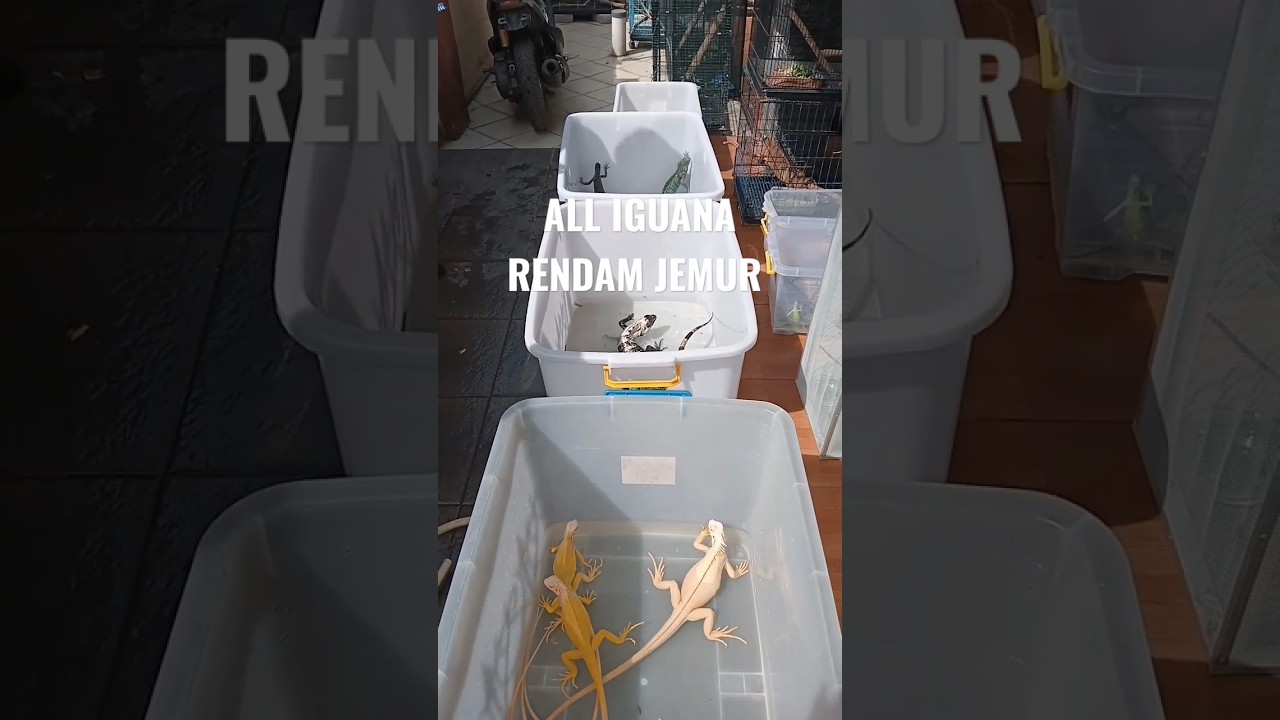 Rendam Jemur All Iguana 