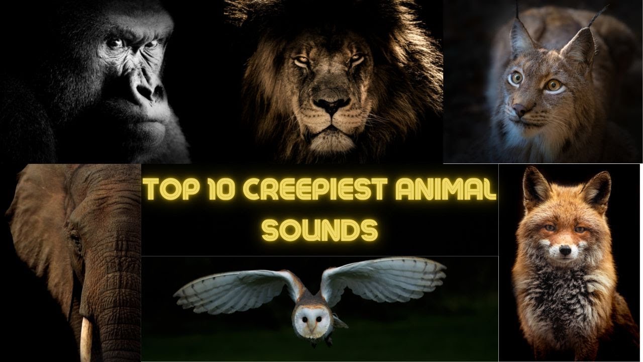 10 Creepiest Animal Sounds! Most Terrifying Animal Sounds Ever!