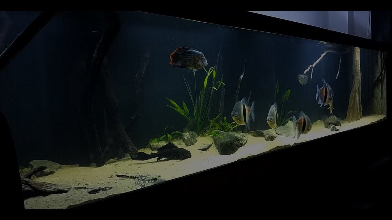 3000L Amazone Aquarium