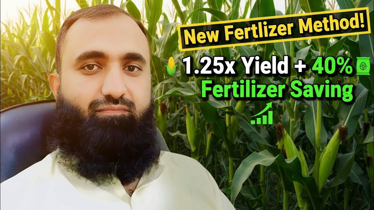 New Fertilizer Method For High Yield of Maize | Bilal Kanju Official 