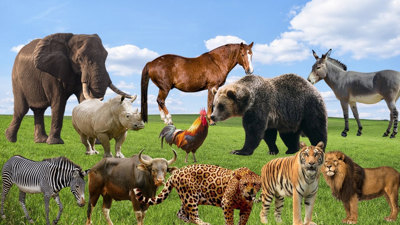 Nama Nama Hewan awalan D - G Dalam Bahasa Indonesia dan Bahasa Inggris  | Animals for kids