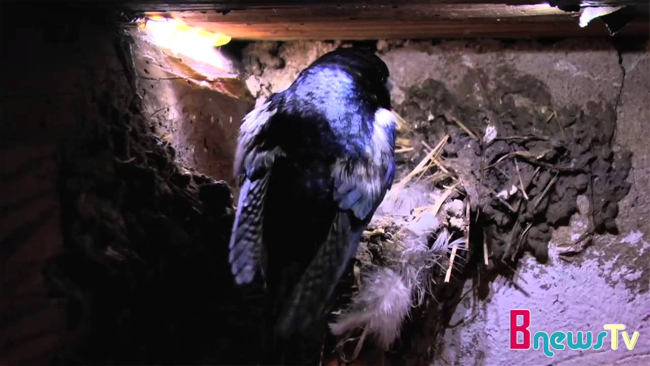 Salviamo le rondini. Come riconoscerle e perchè tutelare la specie