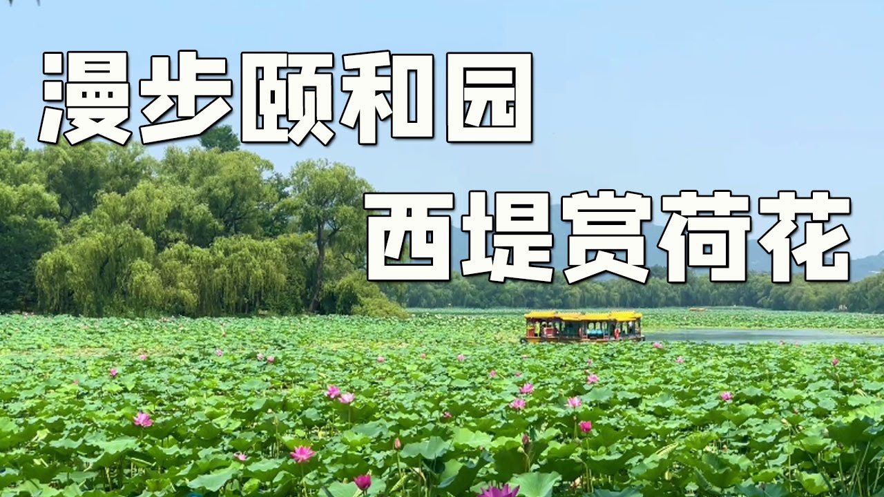 皇家园林避暑之地～颐和园，西堤开满了荷花，真的太美了【行走世界的北京老刘】