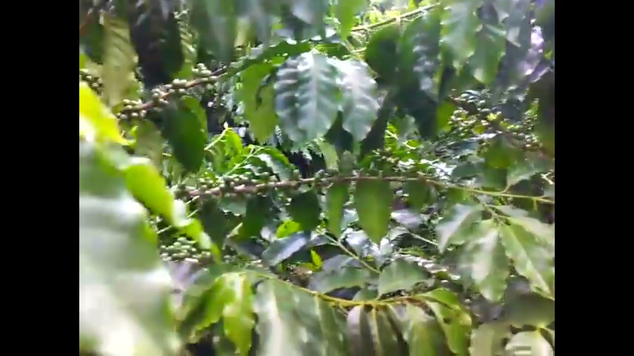 Cultivo del café a dos ejes productivos variedad marsellesa.