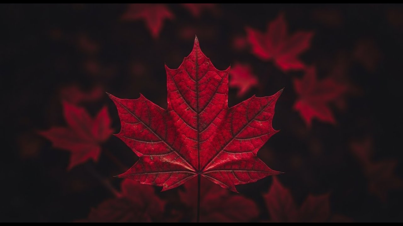 30 Minutes MAPLE Timer | VSR Timers