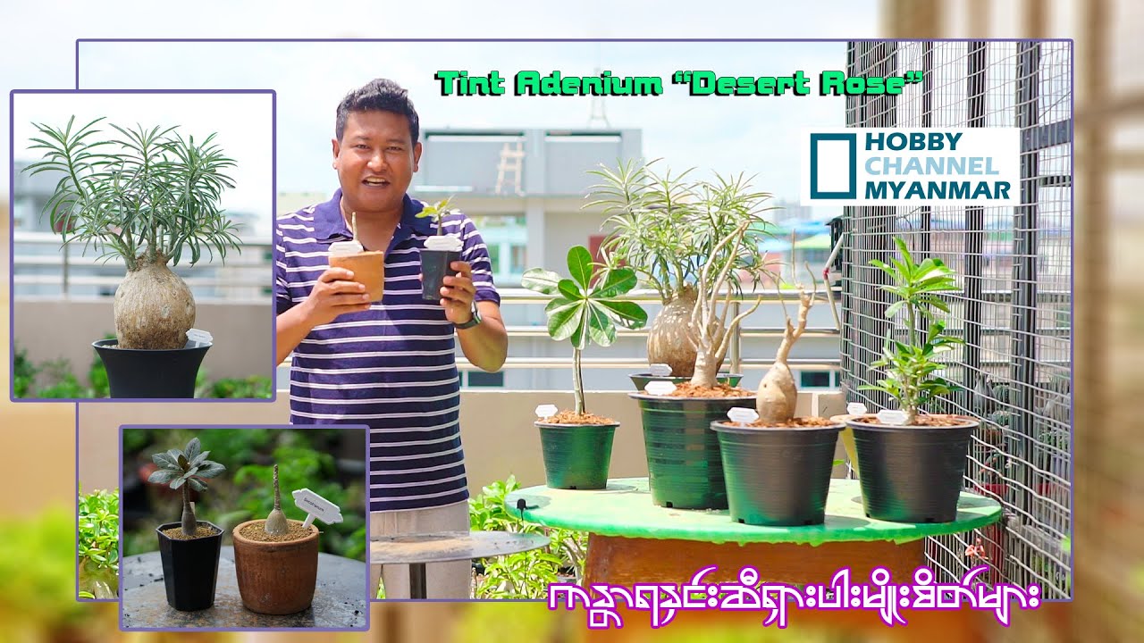 အရမ်းကိုရှားပါးတဲ့ကန္တာရနှင်းဆီမျိုးစိတ်များ