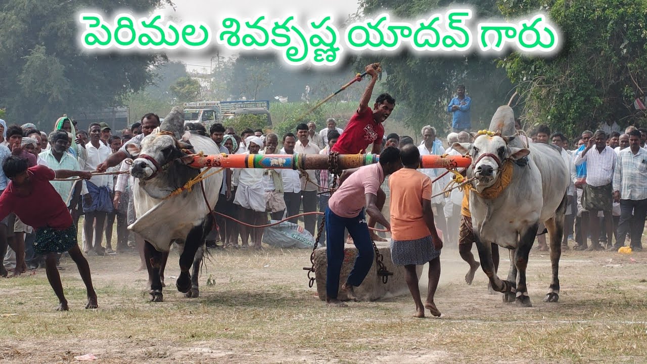రెంటచింతల గ్రామం సీనియర్స్ విభాగం 9వ జత PSKY BULLS