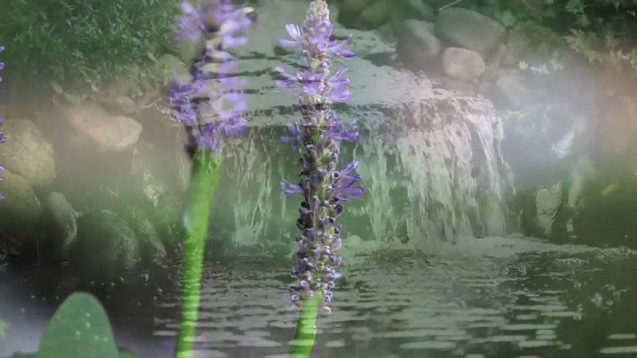 Koi Pond with Canon 5DMKII