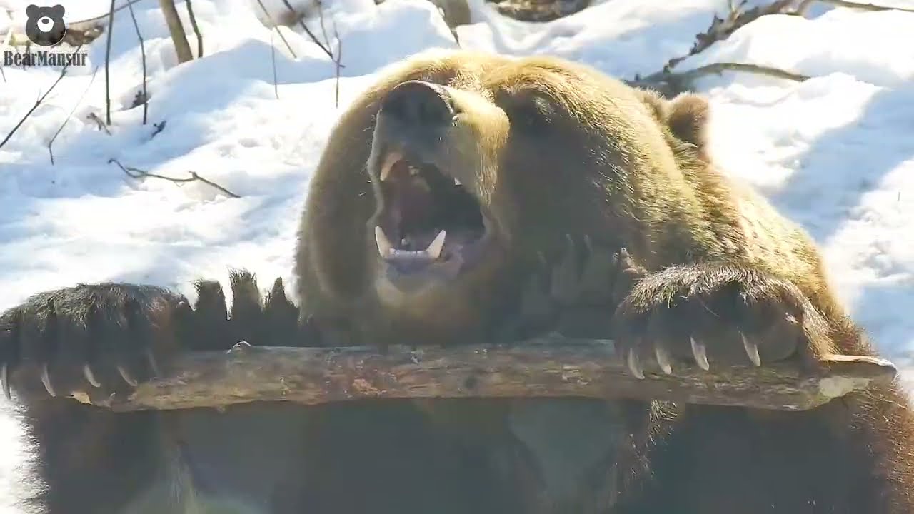 Если меня спросят что я делаю целый день🐻❓/Bear Mansur