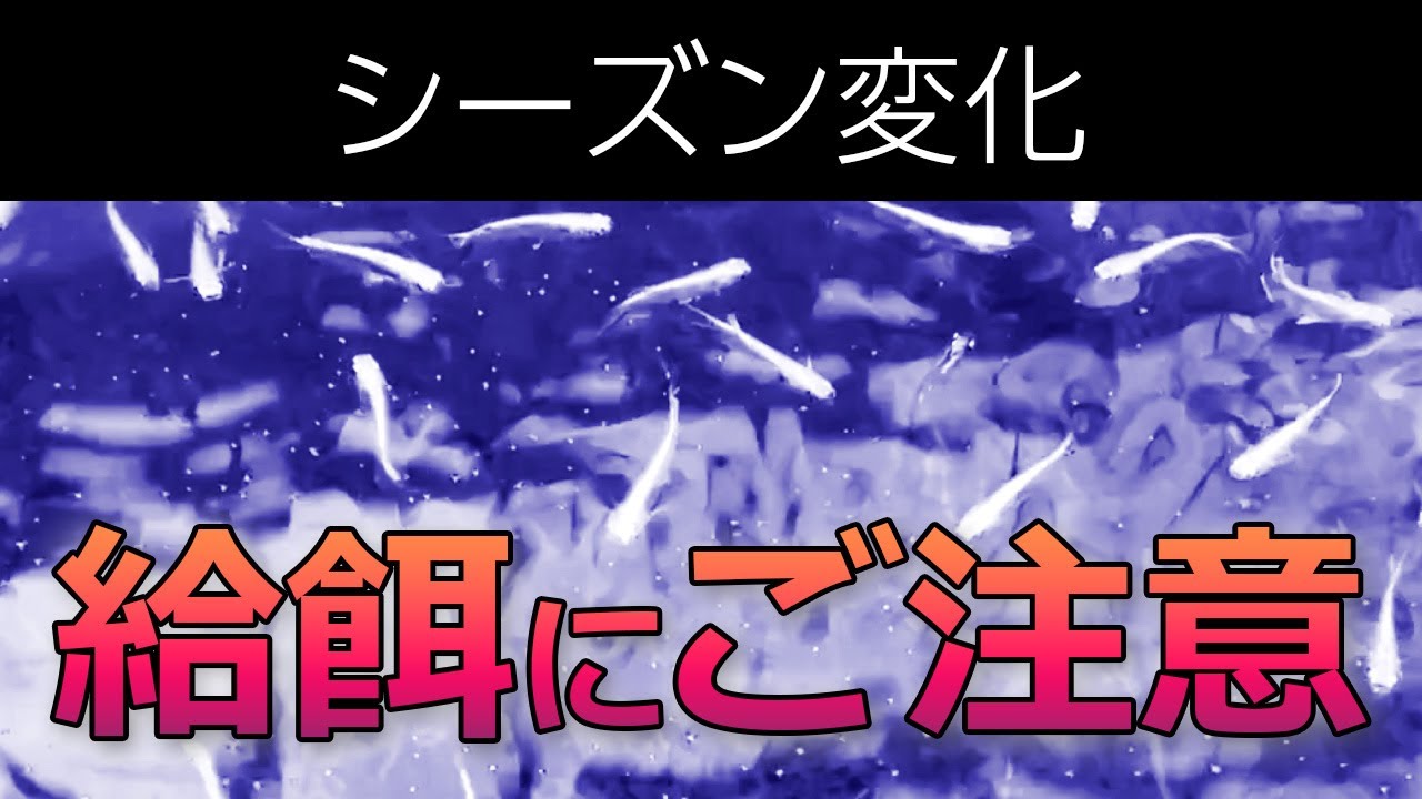 シーズンが変わりました 給餌にはご注意を！ #メダカ #めだか #メダカ飼育