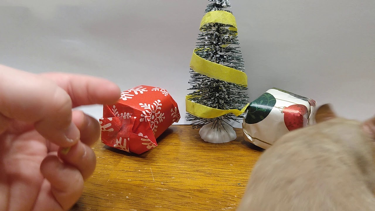 Hamster opening Christmas gifts!!!!
