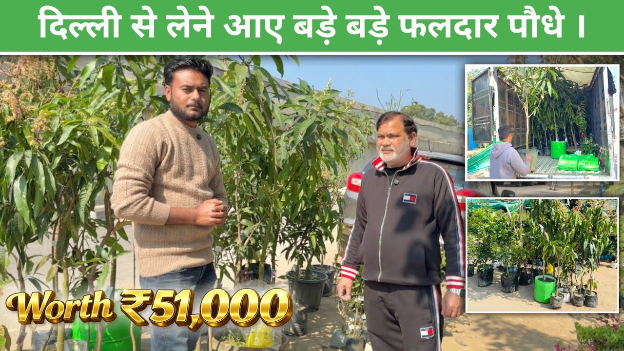 दिल्ली से लेने आए बड़े बड़े फलदार पौधे । (worth 51,000 ) | Avadh Nursery | Malihabad | Online Plants