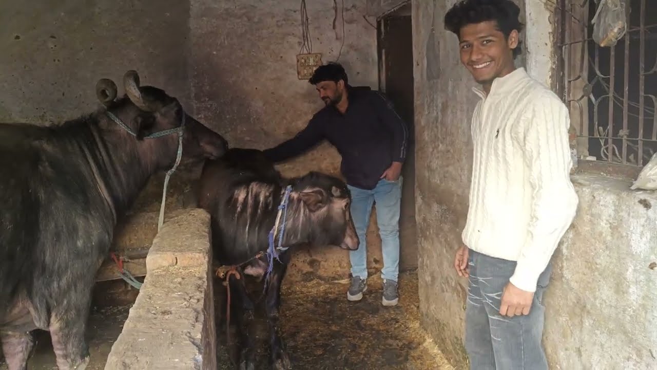  😊देखो कितना प्यारा बच्चा हुआ है 🦬🙏