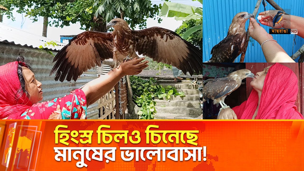 নারীর কোলেই যেন চিলের ঘর, বাস্তব গল্প যা হার মানায় সিনেমাকেও! | Maasranga News