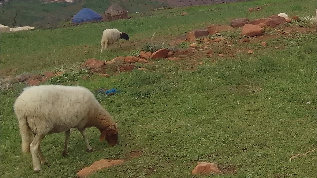 توكلنا على الله 🤲