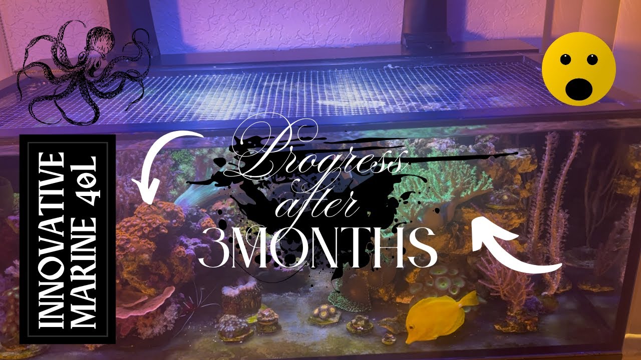 Innovative Marine NUVO 40L  3 months update #aquarium #reeftank