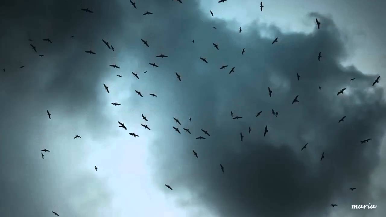 LOS PAJAROS PERDIDOS ( ASTOR PIAZZOLLA )  (JULIA ZENKO )