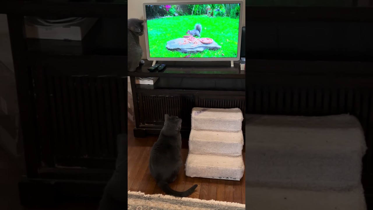 Victor wants the squirrel on CatTV