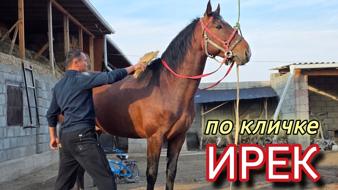 ИРЕК тору Эламандан